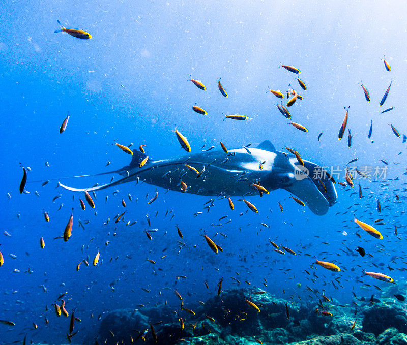 远洋蝠鲼(Manta birostris)游过清洁站。在世界自然保护联盟的红色名单中，这些优雅的动物正在成为野外罕见的景象。